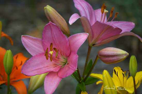 Lilies on the Mountain